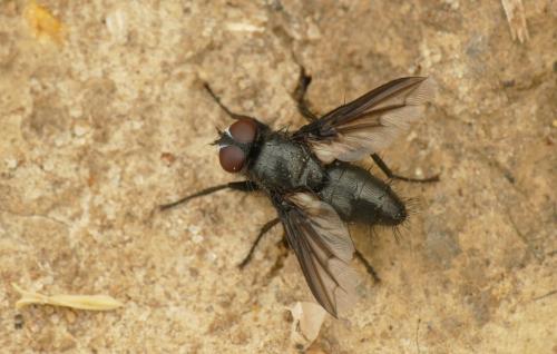 Réf. 274 796 : Nyctia halterata